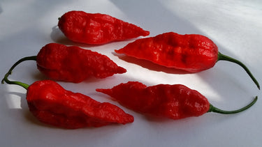 Bhut Jolokia Ghost - Seeds - The Pepper Pantry (Formerly Marie Sharp's)